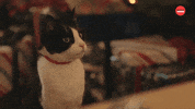 Cat Christmas GIF by BuzzFeed