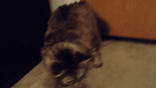 cat demon GIF