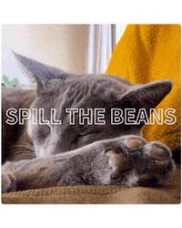 ekekeklunagarcia cats cute cat beans sleepy cat Sticker