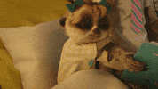 Tired Cat GIF by comparethemarket