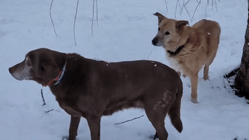 Dogs Unimpressed as Snow Sweeps Upstate New York