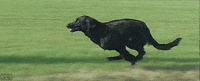 dog running GIF