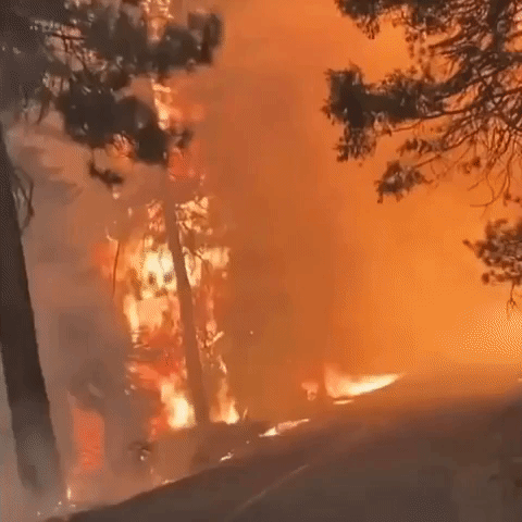 Dixie Fire Surpasses 510,000 Acres, With More Than 1,000 Buildings Destroyed