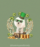 St Patricks Day Dog GIF by HammyandBrody