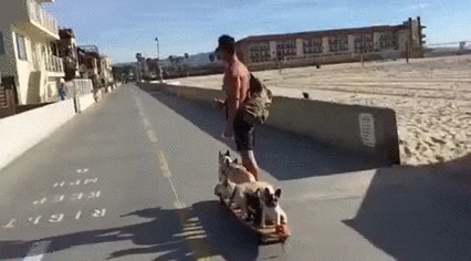 dogs walk GIF