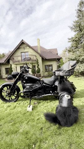 Jack_and_dog jackdog jacekborowski dogonamotorcycle jackanddog GIF