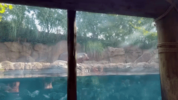 Baby Hippo Fritz Playfully Chases Big Sister Fiona in Cincinnati Zoo