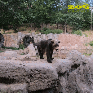 zoo_brno giphyupload bear zoo attention GIF