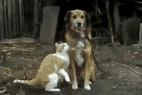 Cat Dog GIF