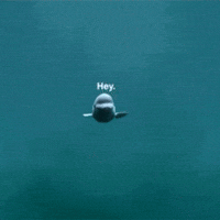 Video gif. A beluga whale quickly approaches us in its tank and it boops its nose on the glass, squishing its face. Text, "Hey!"