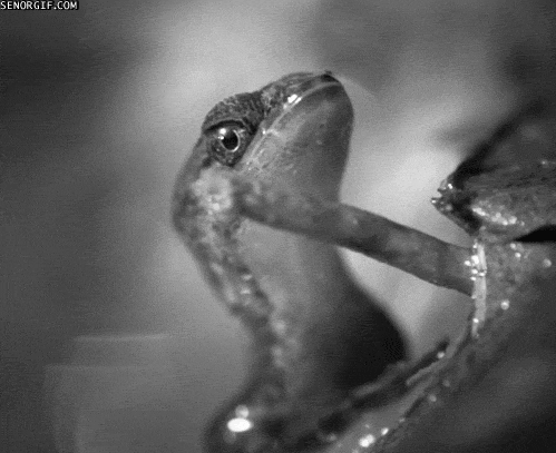 tongue lizards GIF by Cheezburger