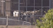 cows GIF by Glastonbury Festival