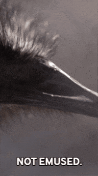 Emu GIF by Valley Zoo Development Society