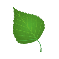 birch leaf finland Sticker by Saunapaiva