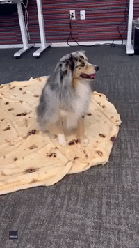 Adorable Dog Follows Command to Turn Into a ‘Burrito’