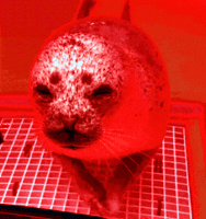Red Seal GIF