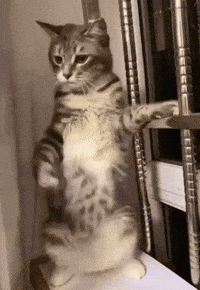 Dance Dancing GIF