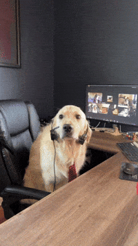 passtherigatoni dog work wfh golden retriever GIF