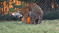 Adorable Tiger Cubs Have a Ball Playing With Pumpkins at Memphis Zoo