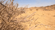 Racing Desert GIF by Amaury Sport Organisation