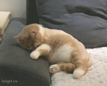 Cat Sleeping GIF by JustViral
