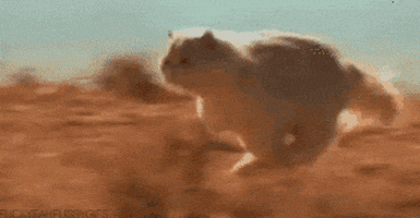 cat hp GIF
