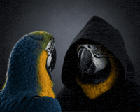 Bad Habits Parrot GIF by PICTON Investments