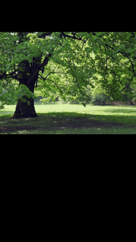 Simongip giphyupload GIF