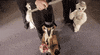 kids puppets GIF by Bob Baker Marionette Theater