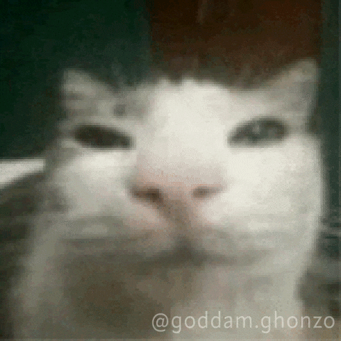 Cat What GIF