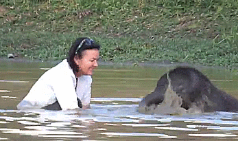 elephant GIF