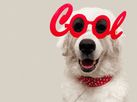sirmayo cool cool dog cool sir mayo GIF