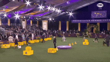 Terrier Group Winners