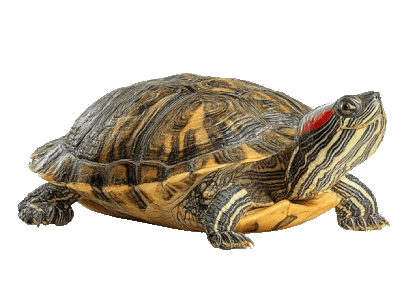 Guinea Pig Love Sticker