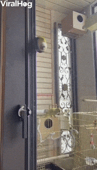 Birdie Slides Down Doorway