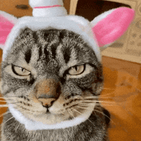 Unicorn Chico GIF