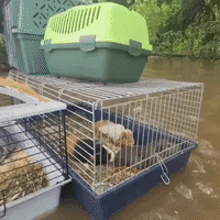 Animals Evacuated to Safety in Netherlands During Deadly Flooding in Western Europe