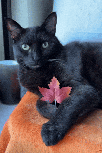 Black Cat Fall GIF