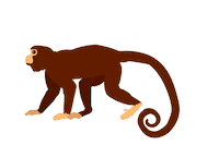 Monkey Vienna Sticker by NHM Wien