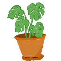 Grow Monstera Deliciosa Sticker