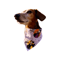 Sausage Dog Dachshund Sticker by Geekster Pets