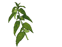 mavieapres plante phytotherapy phytotherapie mavieapres Sticker