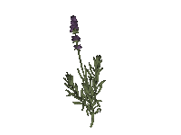 mavieapres menstruation plante regles phytotherapie Sticker