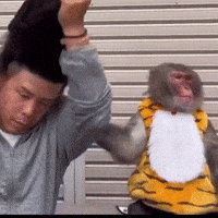 Funny Monkey Bad Haircut GIF by Respective
