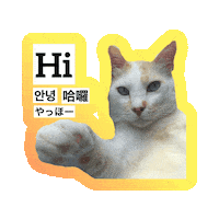 Cat Hello Sticker