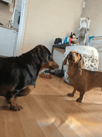 Hot Dog Dogs GIF
