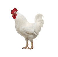 Good Morning Food Sticker by Cavendish Farms