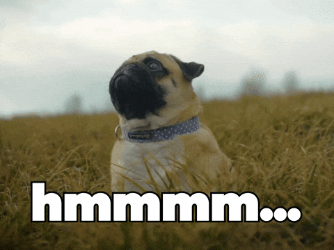 Pug pensando