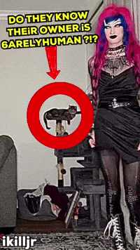Sassy Cat GIF