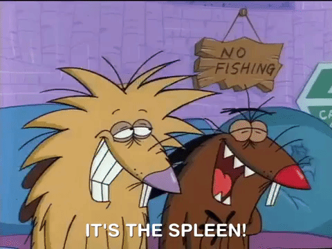 nicksplat angry beaver GIF